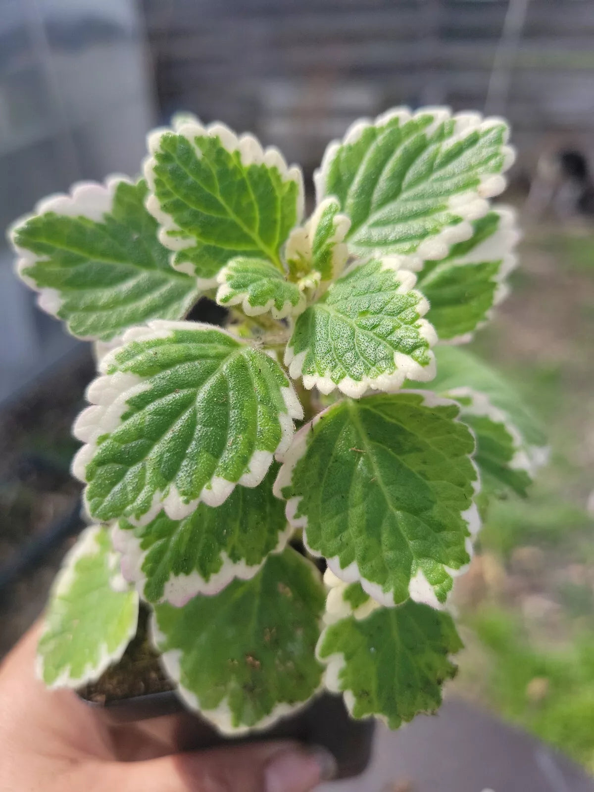 Swedish Ivy Starter Plant - Green & White Variegated - Plectranthus verticillatus - Indoor Houseplant