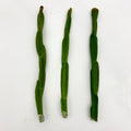 Rhipsalis paradoxa Cuttings - Unique Cactus Variety for Indoor Gardening - Exotic Houseplant Decor
