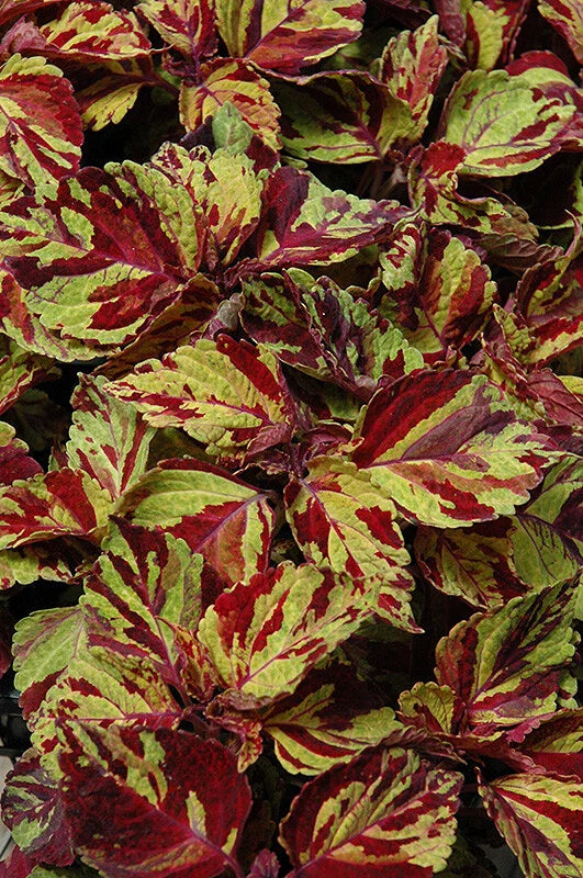Coleus Seeds - Wizard Mosaic Variety - 40 Fresh Seeds - Colorful Foliage - Perfect for Gardens and Containers - Free Shipping