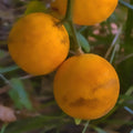 Hardy Orange Tree Seedlings 5-Pack - Flying Dragon Poncirus Trifoliata - Cold Hardy Citrus Plants