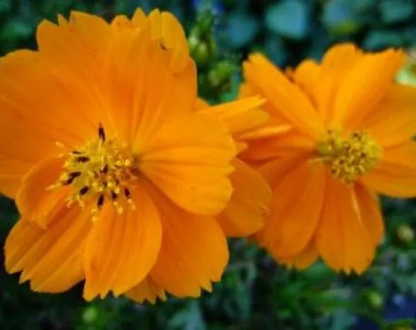Cosmos Flower Seeds - Tall Orange Variety - 30 Fresh Seeds - Free USA Shipping - Cosmos bipinnatus