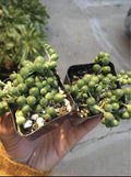 String of Pearls Succulents 2 Pack 2" Pots Senecio Rowleyanus Green Indoor Plants