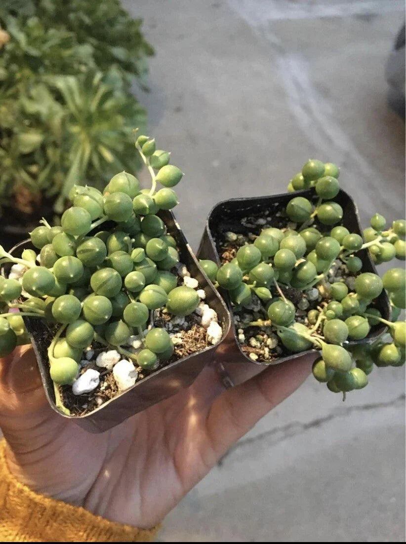 String of Pearls Succulents 2 Pack 2" Pots Senecio Rowleyanus Green Indoor Plants