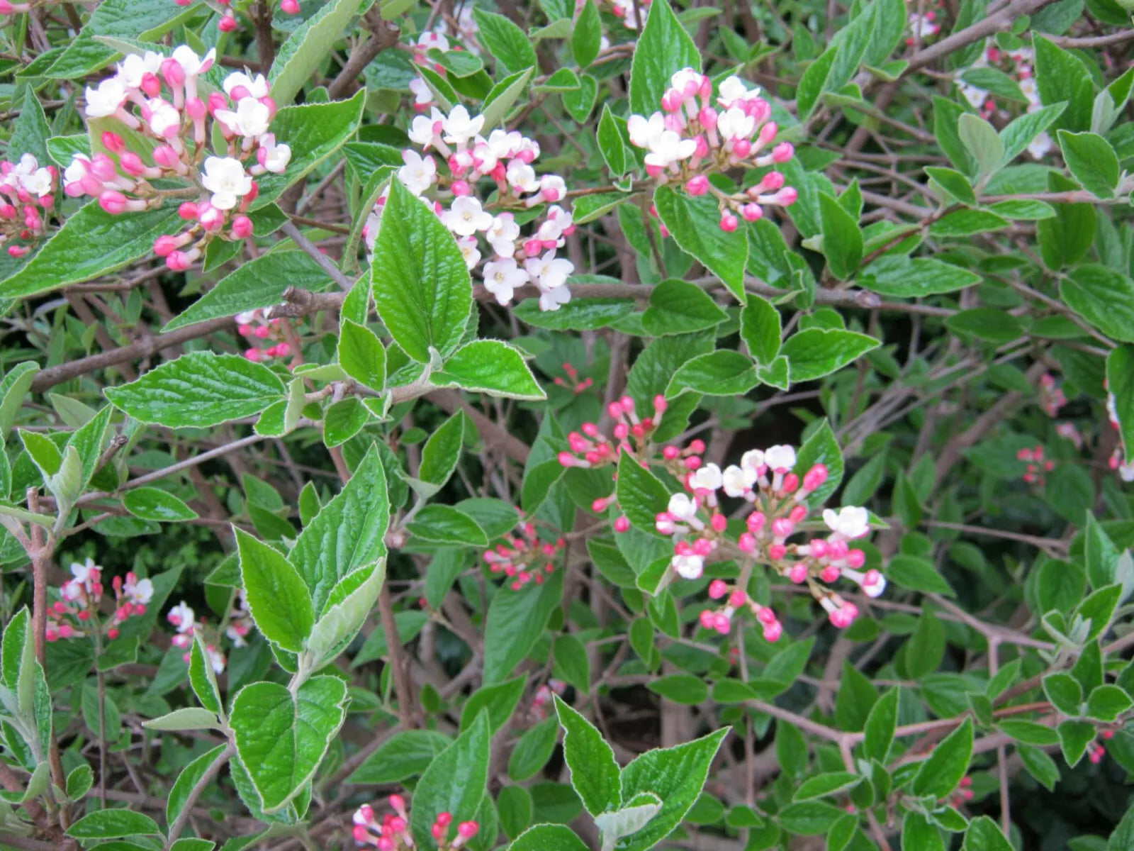 Mohawk Burkwood Viburnum Live Plant 24-36" Fragrant White Flowers Viburnum × burkwoodii 'Mohawk'