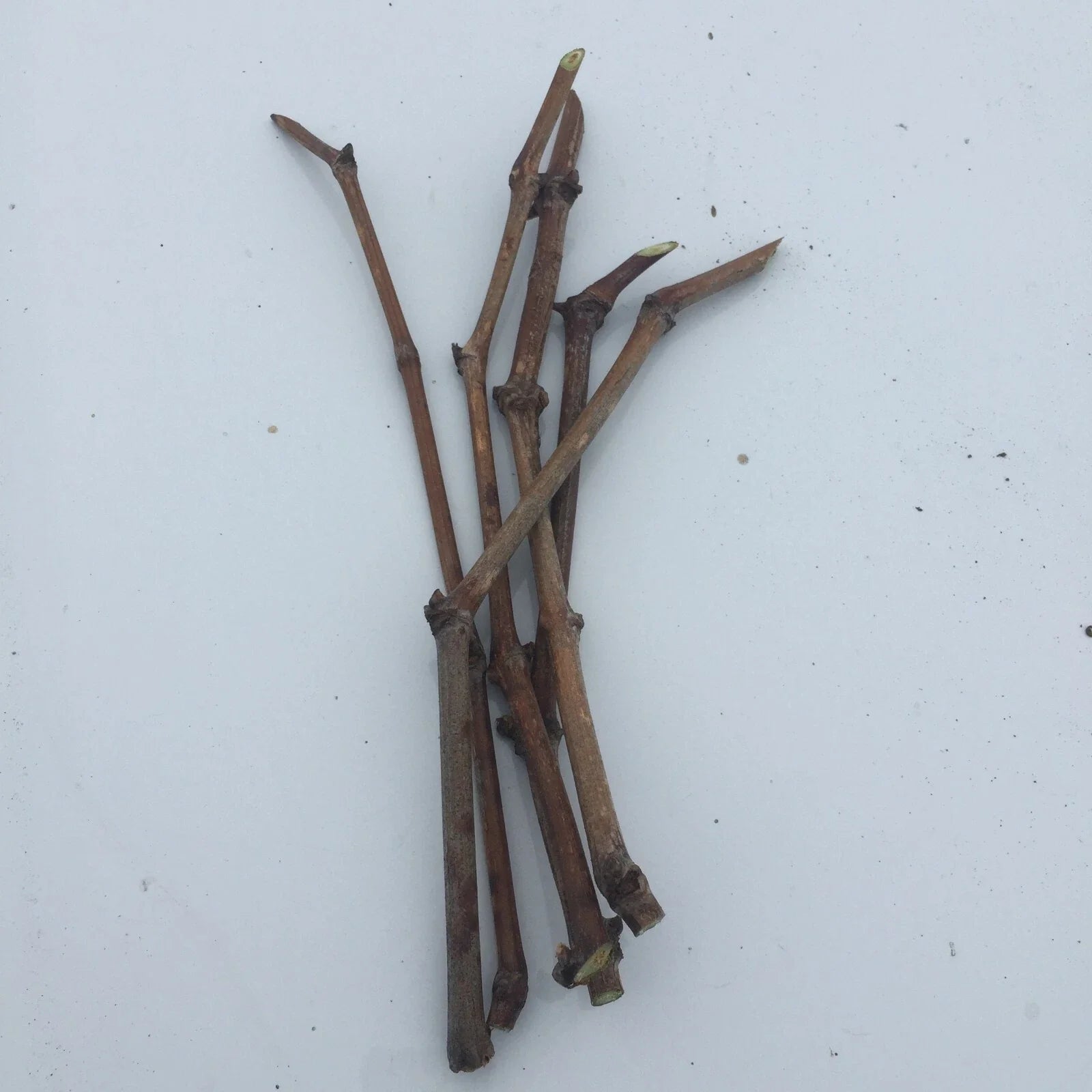 6pcs Japanese Kyoho Grape Cuttings – Unrooted Vitis vinifera × Vitis labrusca, Sweet Giant Fruit, Grow Your Own Table Grapes