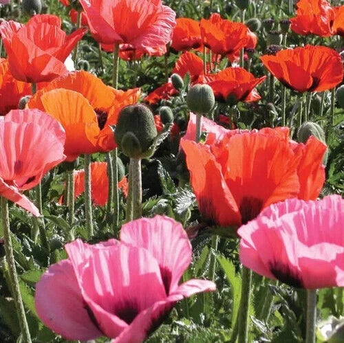 Semi-Dwarf Poppy Seeds - Papaver orientalis 'Pizzicato' - 25 Seeds - Colorful Flowering Perennial for Gardens