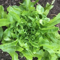 Oakleaf Lettuce Seeds - Fresh Organic Seeds for Planting - Lactuca sativa