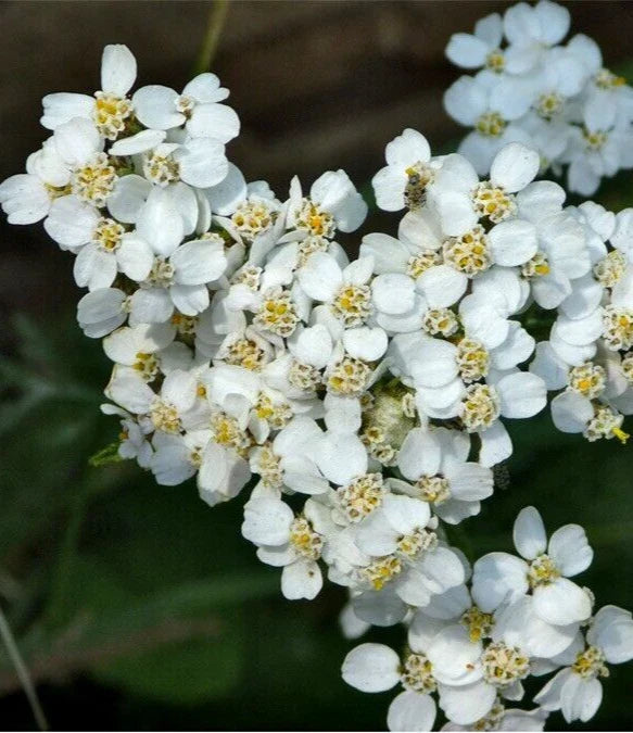 White Yarrow Seeds, 100+ Organic Perennial Seeds, Achillea Millefolium, Herb, Easy to Grow, Garden Plant