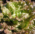 Red Romaine Lettuce Seeds, Heirloom Non-GMO, 500 Seeds, Garden Seed, Romaine Lettuce, Organic Gardening Supplies