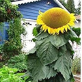 Mongolian Sunflower Seeds | 10 Count | Biggest Sunflower in the World | Helianthus annuus