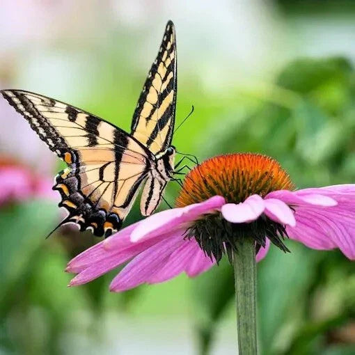 Purple Cone Flower Seeds - 200 Count - Echinacea Purpurea - Vibrant Purple Blooms for Gardens and Pollinators