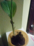 Water Canna Lilies Plant, Orange, 1 Potted Plant, Canna indica