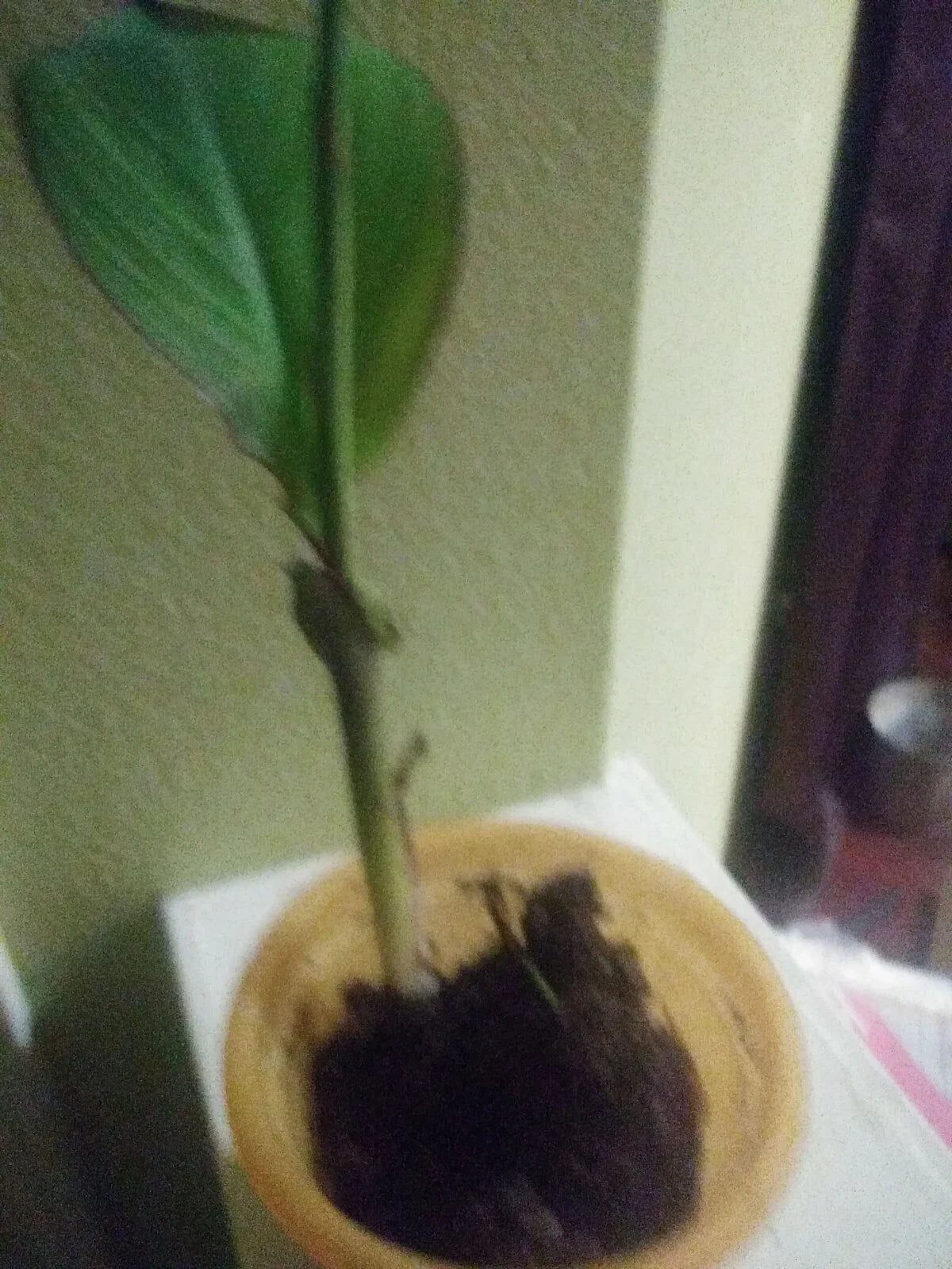 Water Canna Lilies Plant, Orange, 1 Potted Plant, Canna indica