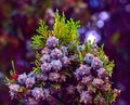 Oriental Arborvitae Tree Seeds 30 Count - Platycladus orientalis - Ideal for Planting, Evergreen, Drought-Resistant