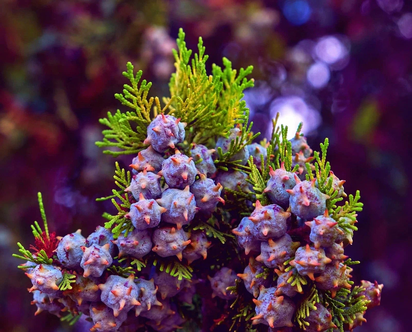 Oriental Arborvitae Tree Seeds 30 Count - Platycladus orientalis - Ideal for Planting, Evergreen, Drought-Resistant