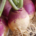 Rutabaga Seeds - American Purple Top Variety - Fresh Organic Seeds for Planting - Brassica napus