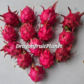 Dragon Fruit Cuttings 12-18 Inches 20+ Varieties Hylocereus spp.