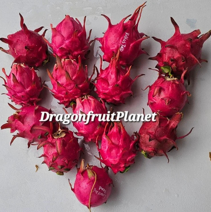 Dragon Fruit Cuttings 12-18 Inches 20+ Varieties Hylocereus spp.