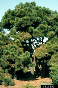 Loblolly Pine Tree Live Plant 12-16 Inches Pinus taeda Fresh Dug USA Zones 5-9