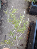 Live Rosemary Plant - Organic Aromatic Houseplant - Perennial Herb (Rosmarinus officinalis)