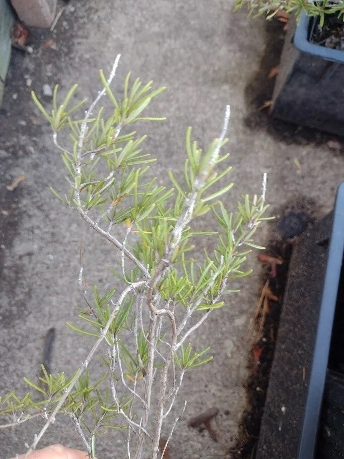 Live Rosemary Plant - Organic Aromatic Houseplant - Perennial Herb (Rosmarinus officinalis)