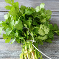 Cilantro Seeds - 500+ Non-GMO Fresh Garden Seeds - Coriandrum sativum - USA Grown, Free Shipping