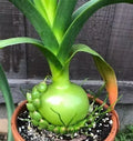 Succulent Albuca Plant 1 Live Pregnant Onion Unique Gift - Albuca bracteata Ornithogalum caudatum