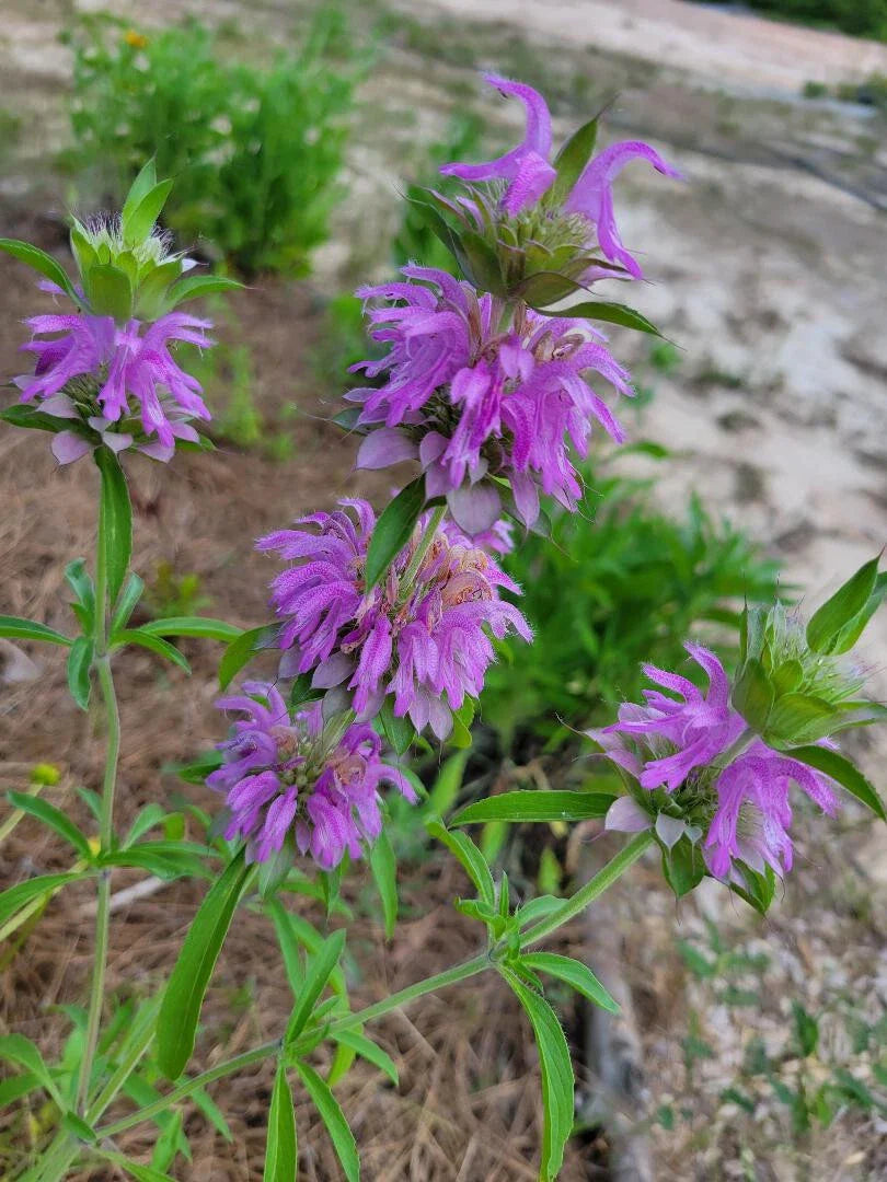 Lemon Bee Balm Seeds | 25 Seeds | Monarda Citriodora | Butterfly Bee Friendly | Florida Grown