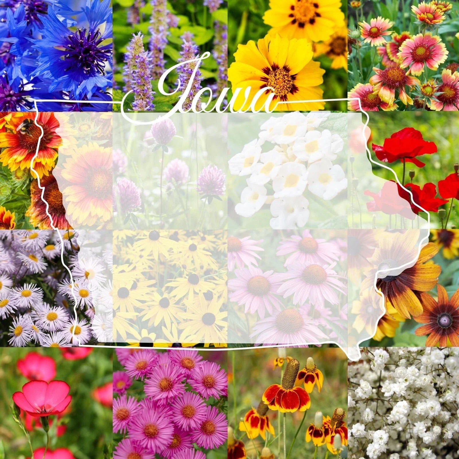 Wildflower Seed Mix 1/4 lb Bulk, Iowa Native Blend, Covers 2,000 sq ft, Ideal for Pollinator Gardens