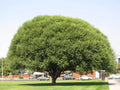 Four Globe Willow Tree Cuttings - Fast Growing Shade - 4 Live Trees - Salix matsudana