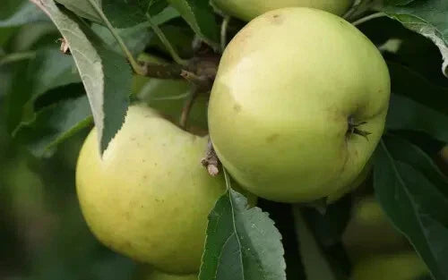 Freyberg Apple Seeds - 25+ Pack for Garden Planting - Malus domestica - USA Grown