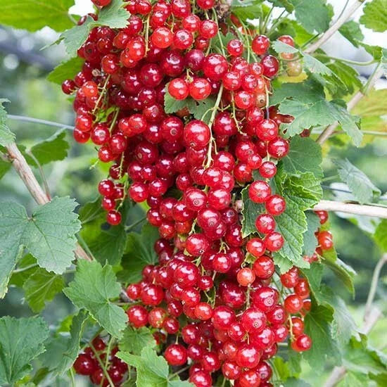 Red Lake Currant Plant - 1 Rooted Starter - Zones 3-7 - Self-Pollinating - Ribes rubrum - Fruiting Shrub for Jams & Juices