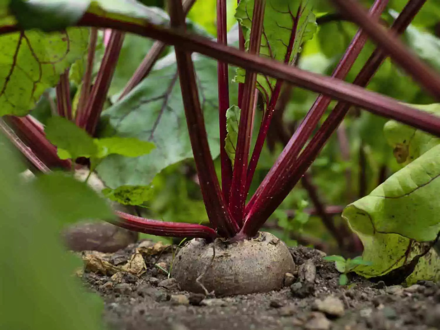 Crosby's Egyptian Beet Seeds, German Heirloom, Flat Variety, NON-GMO, Organic Gardening, Beta vulgaris