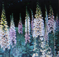 Digitalis Foxglove Plants - Mixed Colors - E-Z Care - Dramatic Spikes - Attracts Hummingbirds