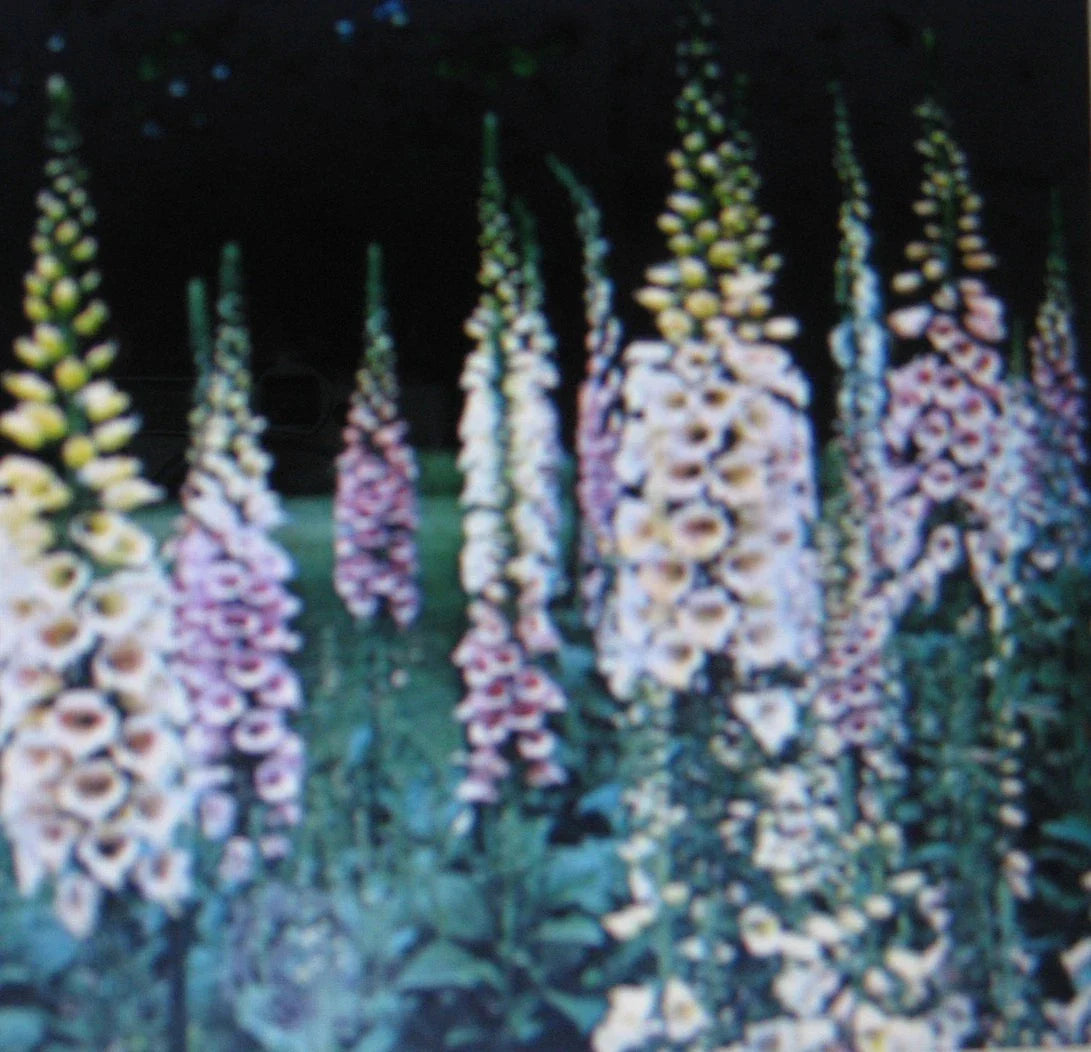 Digitalis Foxglove Plants - Mixed Colors - E-Z Care - Dramatic Spikes - Attracts Hummingbirds