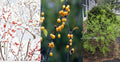 Winterberry Holly Cuttings 6-Pack, Red & Yellow Berries, Ilex verticillata