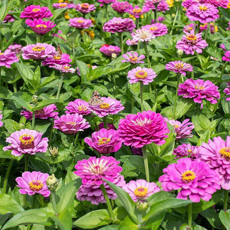 Dream Zinnia Seeds - 100+ Pack for Garden Planting - Colorful Flowers - Zinnia elegans