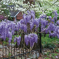Exotic Chinese Wisteria Seeds - 10 Pack - Blooming Vine - Wisteria sinensis