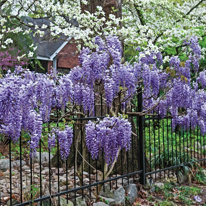 Exotic Chinese Wisteria Seeds - 10 Pack - Blooming Vine - Wisteria sinensis