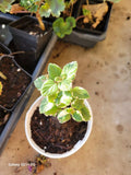 PLECTRANTHUS VARIEGATA Live Plant Plugs - Cuban Oregano - Variegated Garden Herb for Home DIY Planters