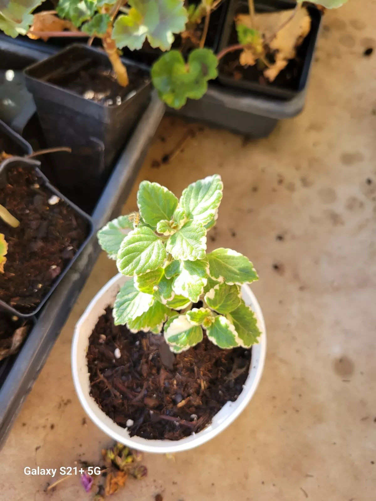PLECTRANTHUS VARIEGATA Live Plant Plugs - Cuban Oregano - Variegated Garden Herb for Home DIY Planters