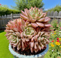 Rare Margaret Succulent Plant – 2.5-3" Easy Care Live Succulent, Bare Root, Ideal for Home Decor, Perfect Gift