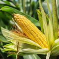 Sweet Corn Seeds - 30+ Count - SE Sugary Enhanced Variety - Perfect for 2025 Planting - Zea mays