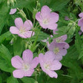 Wild Geranium Bulbs - Lavender Flowers - Geranium canadense - Pollinator-Friendly Woodland Plant - Shade Ground Cover