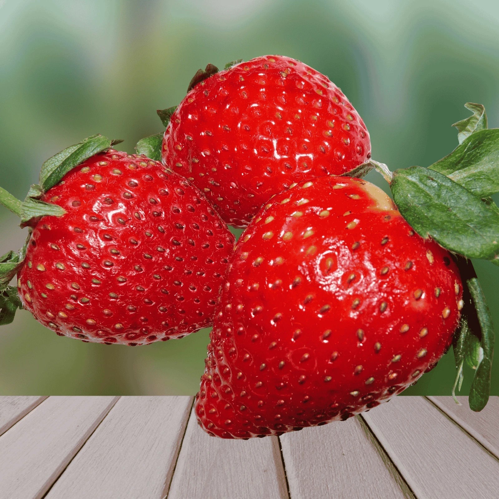 Dickens Strawberry Roots - Bare Root Plants | Large Sweet June-Bearing | Fragaria × ananassa