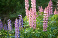 Lupine Seeds - Dwarf Pixie Delight Mix - 50 Seeds - Colorful Flowering Plants - Ideal for Gardens and Borders