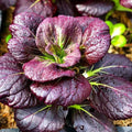 Purple Lady Bok Choy Seeds - 500+ Count - Pak Choi Variety - Brassica rapa - Ideal for 2025 Planting in USA