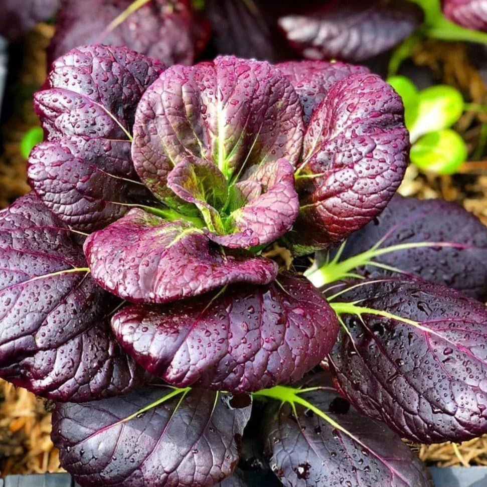 Purple Lady Bok Choy Seeds - 500+ Count - Pak Choi Variety - Brassica rapa - Ideal for 2025 Planting in USA