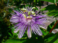 Organic Maypop Purple Passion Seeds - Passiflora Incarnata - Edible Fruit, Non-GMO, Heirloom Variety
