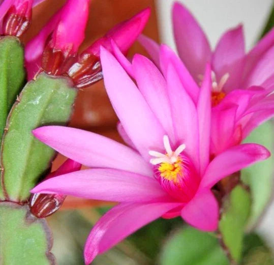 Easter Cactus 2-4" Pink Rhipsalidopsis gaertneri Live Plant